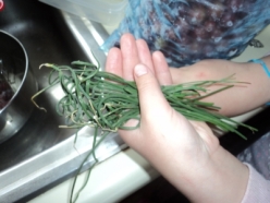 Wild onions in hand